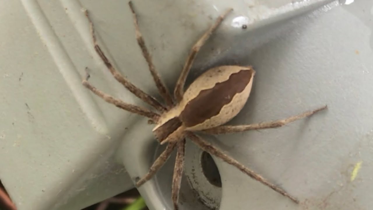 Nursery web spider  The Wildlife Trusts