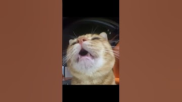 Too funny! 🤣 Cat can