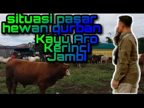 Situasi Pasar Hewan  Kurban Kayu Aro Kerinci Jambi  