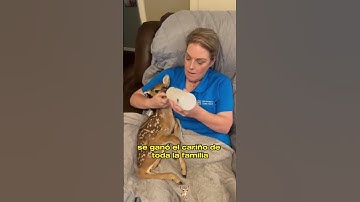 He Saved a Baby Deer from a Python—Then She Came Back with a Surprise#animals #Friendship #Us