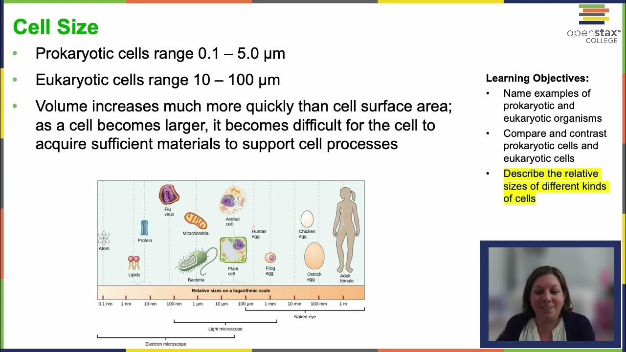 Openstax concepts of biology chapter 3 2 youtube