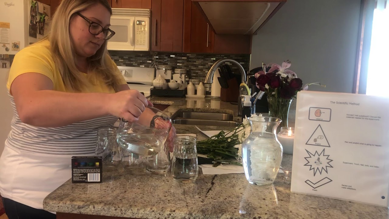 Carnation with colored water experiment YouTube