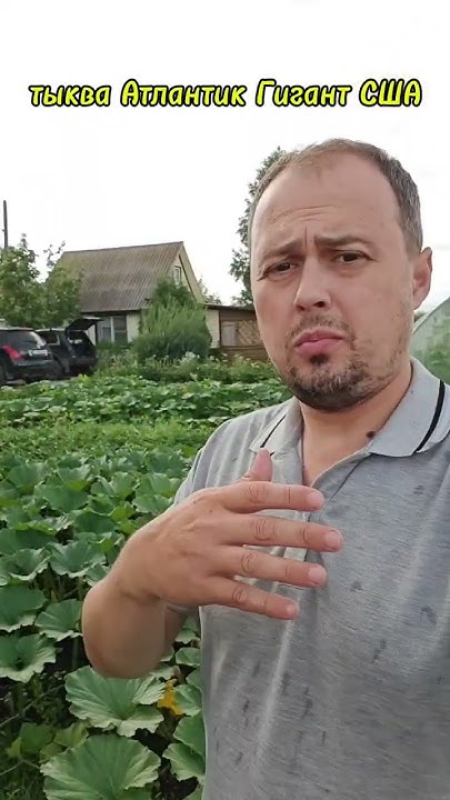 Тыква Атлантик Гигант США. Скорость роста. Часть 6 - YouTube