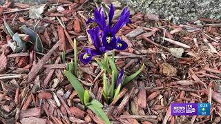 Search for springtime in the PhotoLink Library