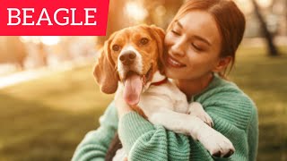 All About The Beagle by Smart Dog and Cat Lover 27 views 1 year ago 4 minutes, 48 seconds