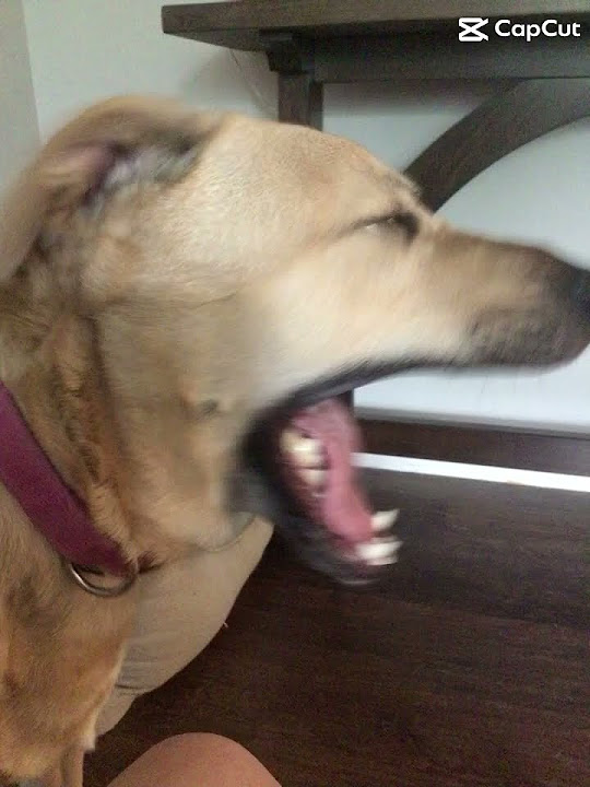 nala-such-a-swiftie-dog-subscribe-fyp-swift-taylorswift-song