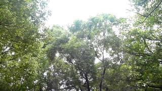 7月蟬叫聲1040720