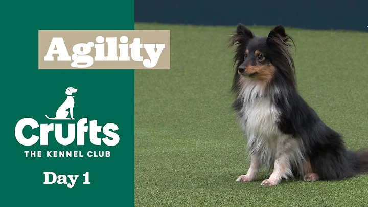 Agility – Crufts Novice Cup Final (Jumping) Part Three | ​Crufts 2025