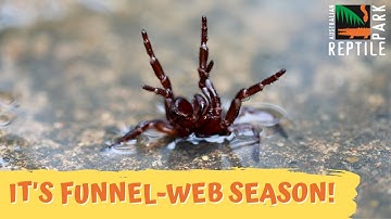 Funnel-web Spider Season is Here | Australian Reptile Park