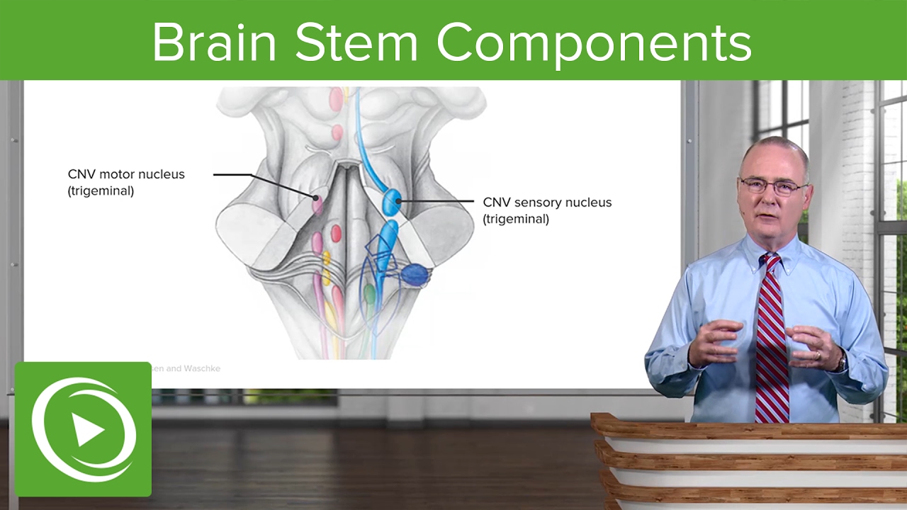 ⁣Brain Stem Components: Midbrain, Pons & Medulla Oblangata