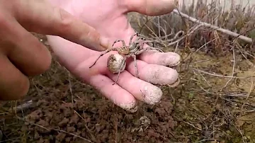 ¿De qué color es una araña lobo hembra?