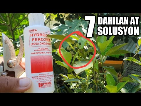 Video: Pagpapabunga ng Hibiscus - Paano At Kailan Gamitin ang Hibiscus Fertilizer