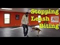 How Do I Stop My Dog From Biting the Leash?