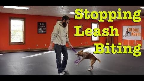 How Do I Stop My Dog From Biting the Leash?