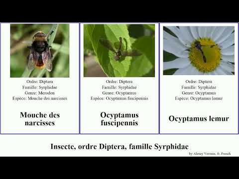 Video: Er diptera en ordre?