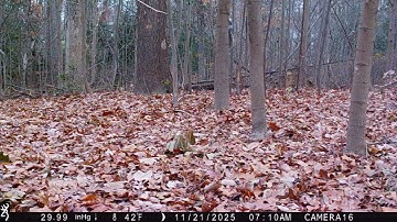 Grey Squirrels Chasing Each Other in the Woods