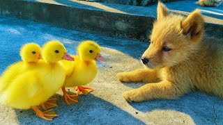A Puppy Adopts 3 Little Ducks Cutest Moment Ever