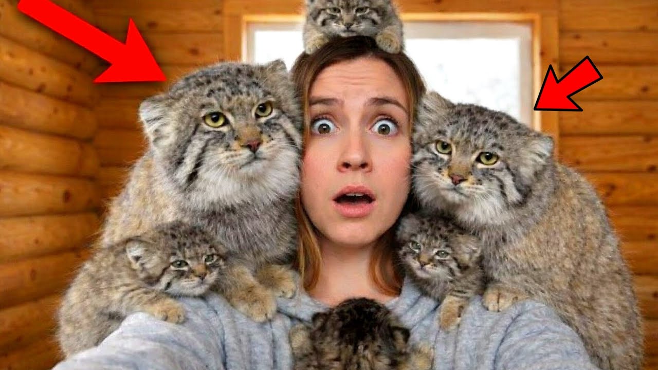 A Pallas’s Cat Brought Me Her Babies to Save Them (Rescued Mom Manul Cat)