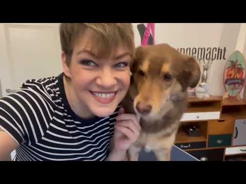 Video: Können kurzhaarige Hunde gepflegt werden?