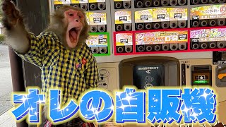 自販機を使いこなしバズった猿、とんでもない夢を叶えてしまうwwww