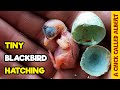 Cut Down out of a Tree - Rescuing Two Blackbird Eggs