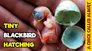 Cut Down out of a Tree - Rescuing Two Blackbird Eggs by A Chick Called Albert 14,463,966 views 2 years ago 10 minutes, 5 seconds