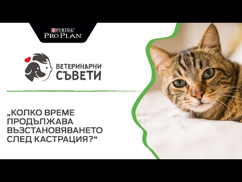 Видео: Колко струва кастрирането на куче?