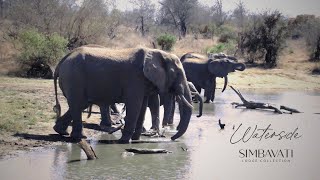 Simbavati Waterside | Wildlife Live Stream