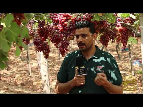 حصاد عنب كريمسون أحمر مذهل وتبارك تقدم حلول غير تقليدية للمزارعين