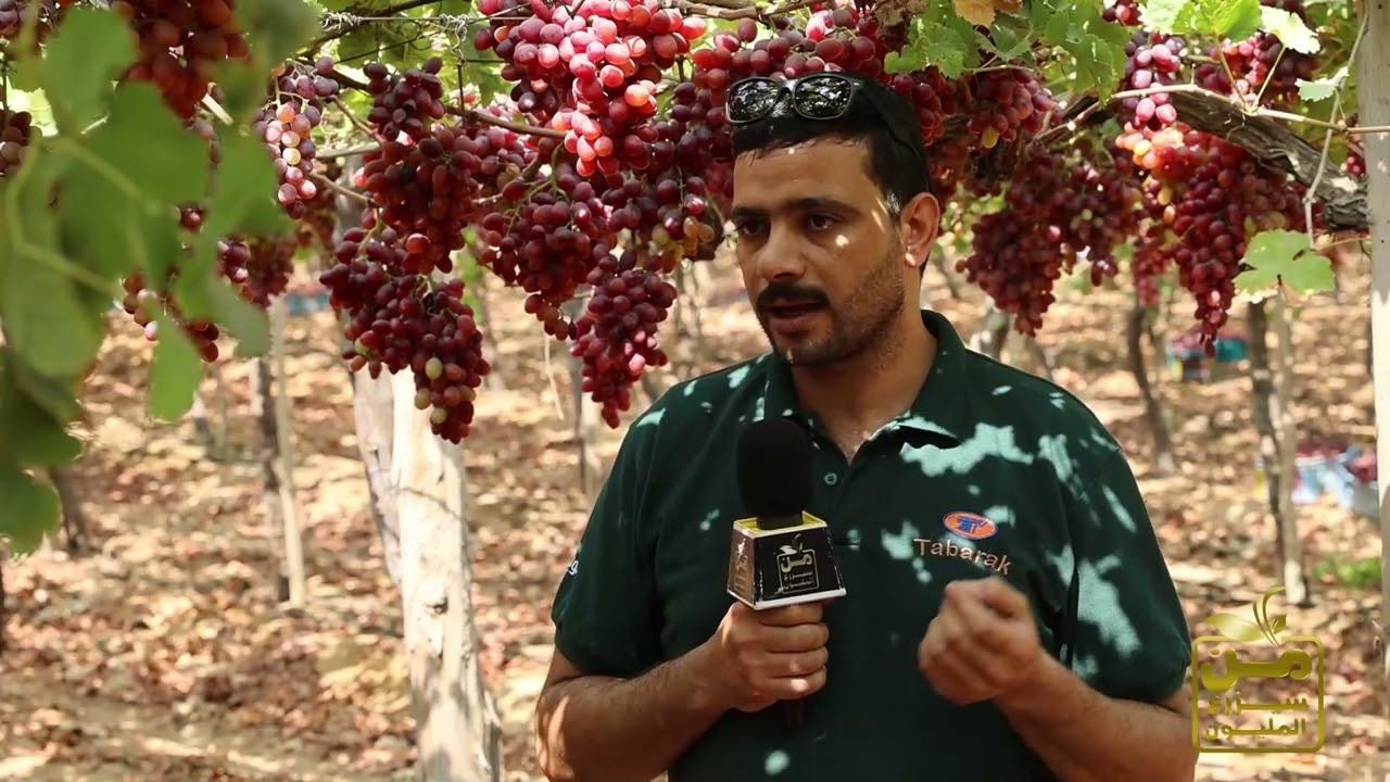 حصاد عنب كريمسون أحمر مذهل.. وتبارك تقدم حلول غير تقليدية للمزارعين