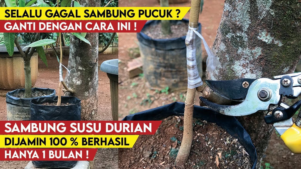 Старый способ, но мало кто знает | Прививка дерева дуриана проходит на 100% успешно!