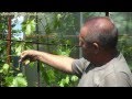 Технология выращивания винограда -- ч.7