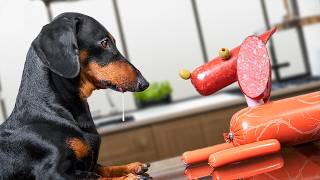 All Dachshunds Are Made from Sausages! by Doxie Din - not just a dachshund 51,073 views 10 months ago 1 minute, 38 seconds