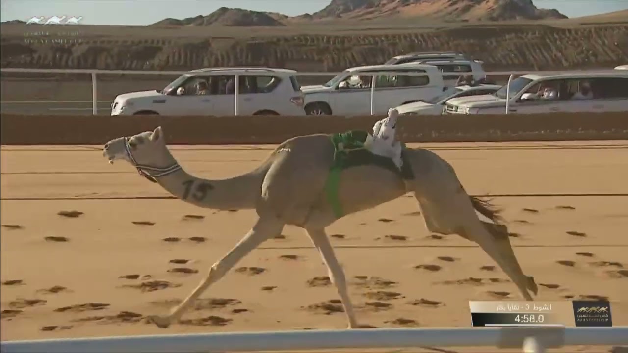 ش3 اليمامة لـ عبدالعزيز بن سعود آل سعود٠ مهرجان كأس العلا للهجن 15-3-2023 كأس اللقايا بكار 8:07:94