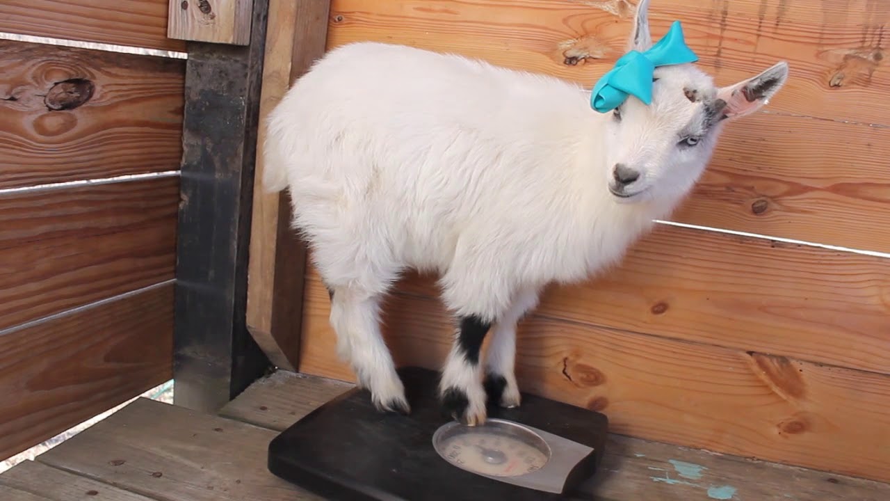 Goat checking her weight on Scales MaDolly YouTube