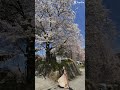 #vietnam #travel #japan #cherryblossom #trip