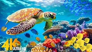 Ocean 4K - Sea Animals for Relaxation, Beautiful Coral Reef Fish in Aquarium (4K Video Ultra HD) #93