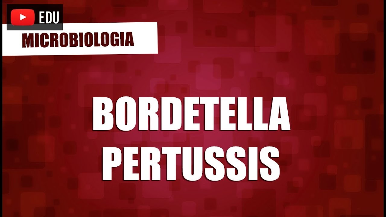 Bordetella Pertussis  Microbiologia  YouTube