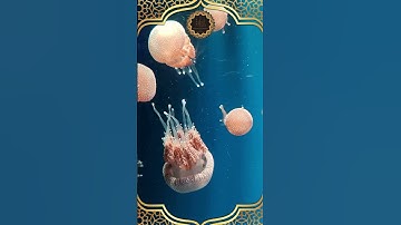 هذا خلق الله - القران الكريم ـquran surah #quran #surah #قرآن