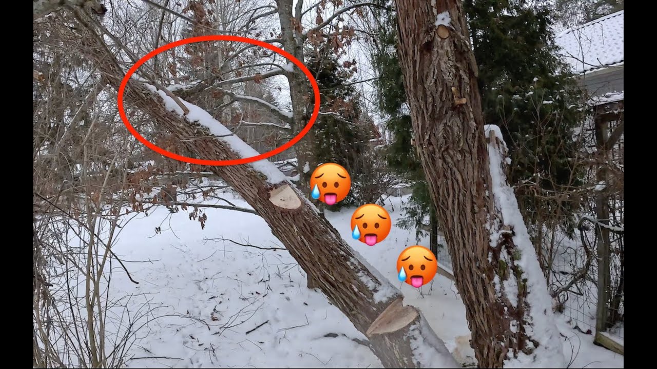 Ei halua kaatua tämä puu ei millään, perkaleen pakkanen. Pro Finnish Lumberjack And Husqvarna 572xp