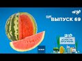 Как выбрать вкусный арбуз | «ПОЛЕЗНАЯ ПРОГРАММА». Выпуск 69 — 27.08.2020