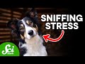 Dogs and Human Stress Detection