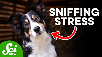 How Dogs Can Smell When You're Stressed