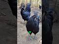 This is the correct way to raise chickens!#delicius #fypシ゚