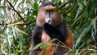 Golden Monkeys in Mgahinga National Park, Uganda