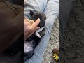 The belly rubs are the best! #shorts #cutepuppies #bellyrubs #puppy