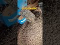 cattle feed machine working video #cattle #animals #feed #challenge #tranding #business #farming