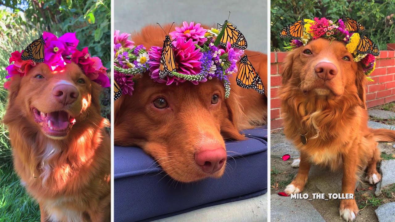 MILO VISITS THE ELLWOOD BUTTERFLY GROVE TO SEE THE MONARCH MIGRATION
