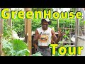 What S Hiding In My Overgrown Greenhouse What S Hiding In My Overgrown Greenhouse