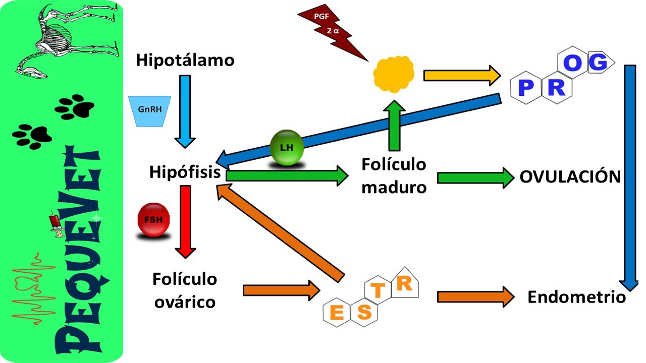 Como aumentar los foliculos ovaricos